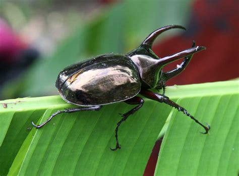 Learn about Nature | Three Horned Rhinoceros Beetle - Learn about Nature