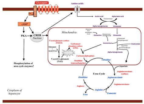 IJMS | Free Full-Text | Glucagon Receptor Signaling and Glucagon Resistance