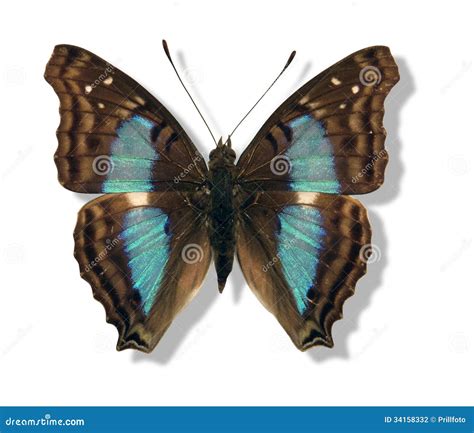 Iridescent Butterfly Stock Photography - Image: 34158332