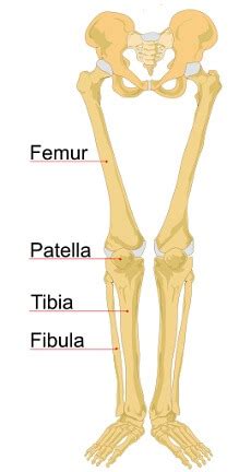 Knee Bones Guide - Knee Pain Explained