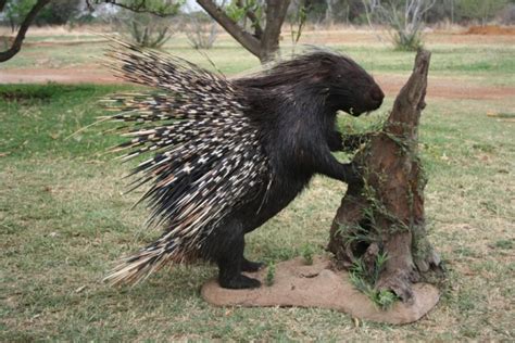 Un porc spinos evadat de la zoo a pus pe jat un întreg oraș din Germania - Stiri pe surse - Cele ...