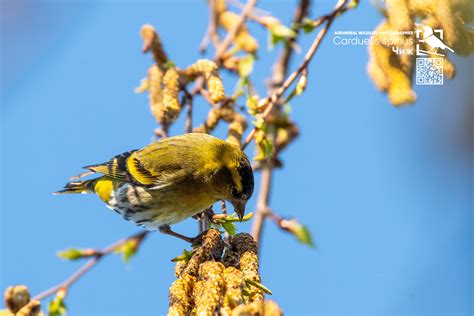 Carduelis spinus on Behance