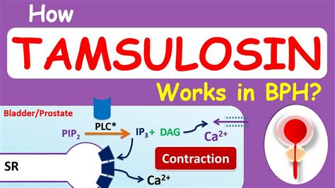 How Does Flomax Work For Females - Women Guides