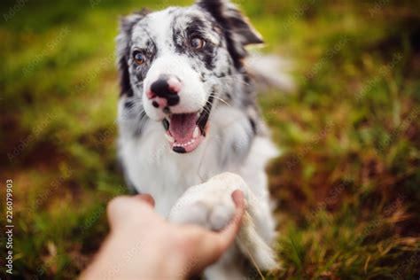 border collie gives paw Stock Photo | Adobe Stock