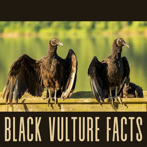 Key Facts About American Black Vultures - Owlcation