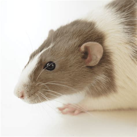 Are Rats Cleaner Than Cats And Dogs