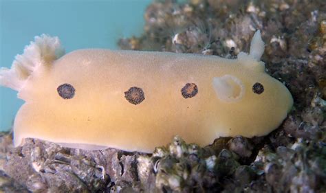 Blue Nudibranch Is A Blue And Black Sea Slug