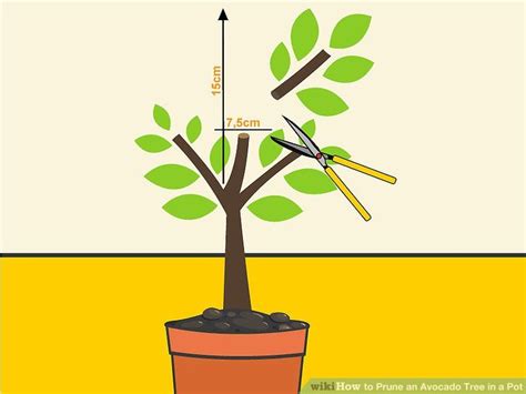 How to Prune an Avocado Tree in a Pot: 9 Steps (with Pictures) | ガーデニング, 観葉植物, 植物