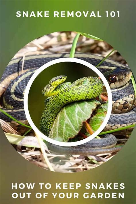 Snake Removal 101: How To Keep Snakes Out Of Your Garden - 1001 Gardens