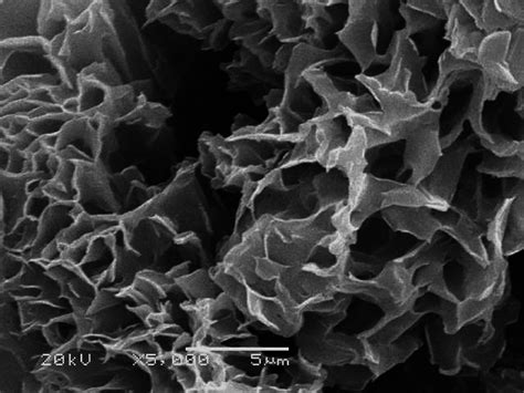 Figure S2. SEM image of the xerogel G1 . | Download Scientific Diagram