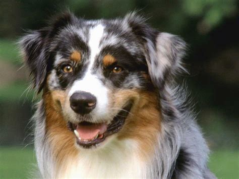 Blue Eyed Australian Shepherd Puppies Picture