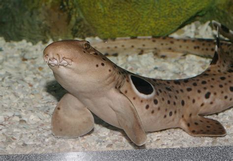 Epaulette shark, IMG_0946x4c | Nauticus aquarium | Xinmin Li | Flickr