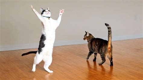 Two Incredibly Excited Cats Play With a Strand of Yarn Attached to a Spinning Ceiling Fan