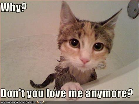 Why? Don't you love me anymore? - Cheezburger - Funny Memes | Funny ...