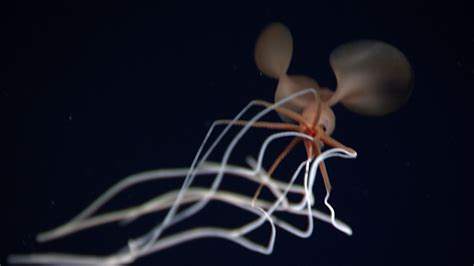 Bigfin Squid: Genus Magnapinna: Windows to the Deep 2021: Southeast U.S. ROV and Mapping: NOAA ...