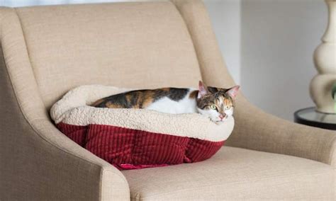 The 5 Best Cheap Cat Beds