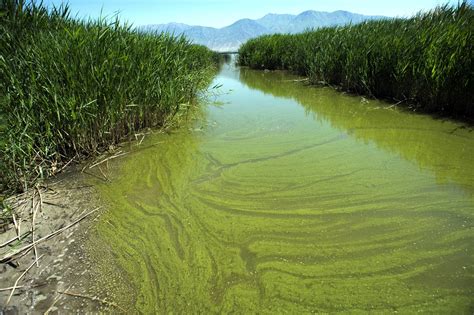 Toxic algae problem will 'get worse in a big way' as climate continues to warm | MPR News