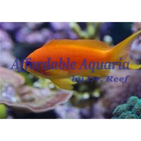 Lyretail Anthias (Female) | Affordable Aquaria