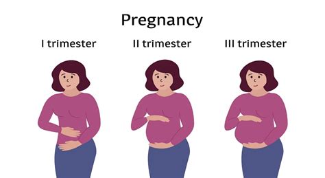 Stages of Pregnancy: First, Second and Third Trimester