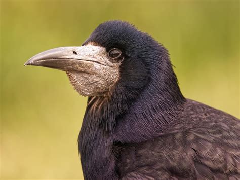 Rook Bird Facts (Corvus frugilegus) | Birdfact