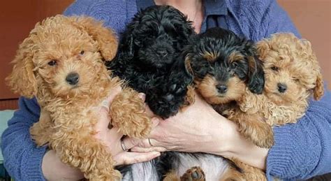 Yorkie Poo Colors: A Comprehensive Guide