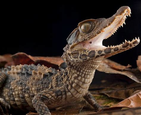 cuvier's dwarf caiman - Google Search | 동물