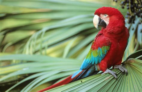 Different Types of Pet Macaws