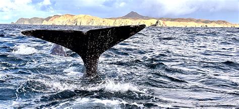 Magdalena Bay Whale Watching | Explora Baja