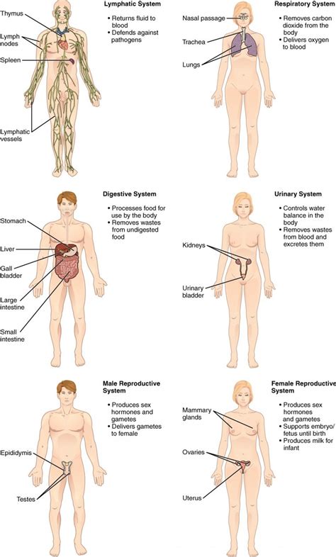 1.2 Structural Organisation of the Human Body – Fundamentals of Anatomy and Physiology