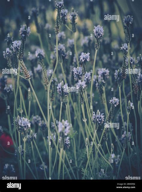 Lavender flowers on japanese vintage style Stock Photo - Alamy