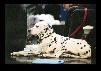 Petition · Bring Back the Providence College Dalmatian Mascot ...