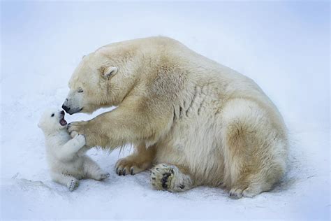 Polar Bear With Mom Photograph by Anton Belovodchenko