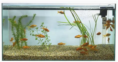 What Are The Different Types Of Aquarium Filters For Fish Tanks? - Aquariumia