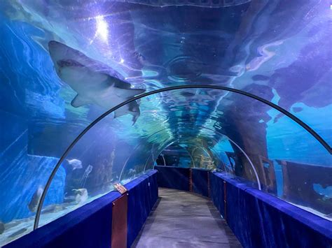 Your Guide to Visiting the Greater Cleveland Aquarium in 2022 ...