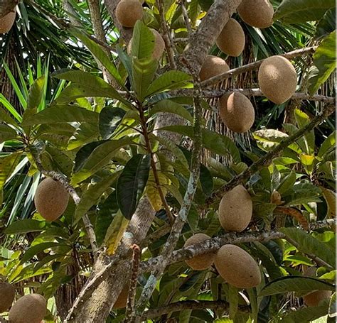 Magania Mamey Sapote Fruit Tree – Eureka Farms