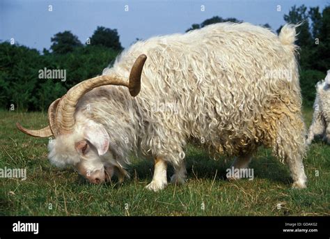 Angora Goat, Breed Producing Mohair Wool, Billy Goat Stock Photo ...