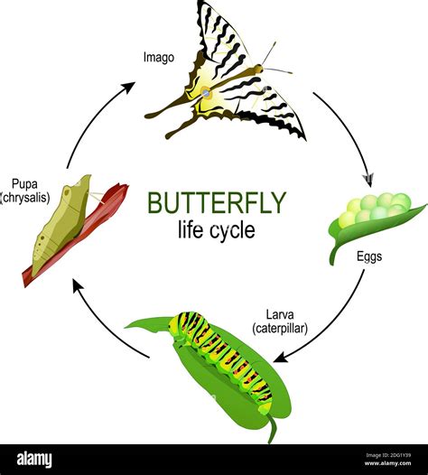 butterfly life cycle from eggs and Larva (caterpillar) to Pupa (chrysalis) and Imago. Vector ...