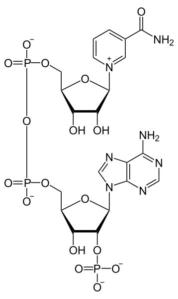 Difference Between NAD and NADP – Pediaa.Com