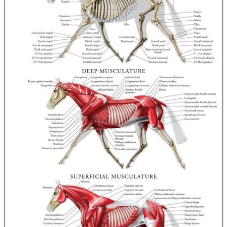 Equine Musculoskeletal Anatomy Poster | Horse anatomy, Anatomy, Equines