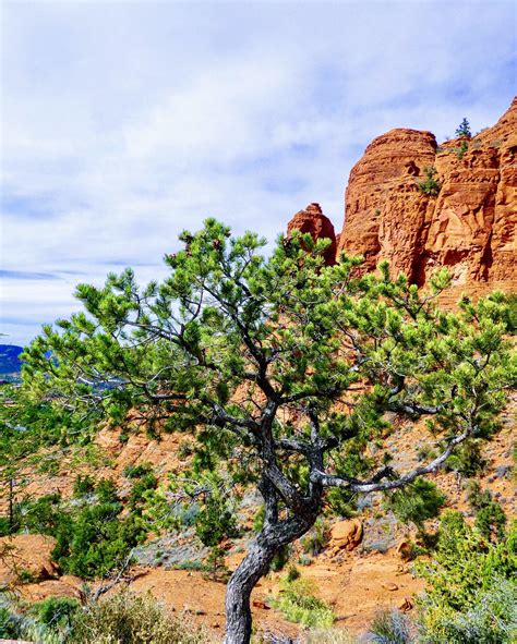 Pinyon pine in the sky...Sedona, AZ : r/botany