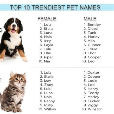 Cute Animal Name Ideas - Dogs And Cats Wallpaper