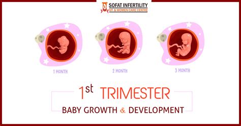 3 Months Pregnant, Belly Development and What are the Symptoms at 3 Months Pregnant