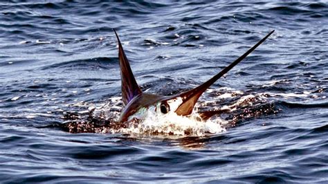 Black Marlin – "OCEAN TREASURES" Memorial Library