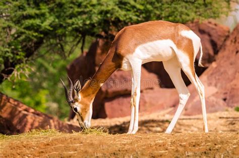 Dama gazelle stock image. Image of animal, creature - 106446375