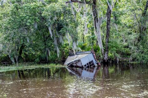 The Best New Orleans Swamp Tour