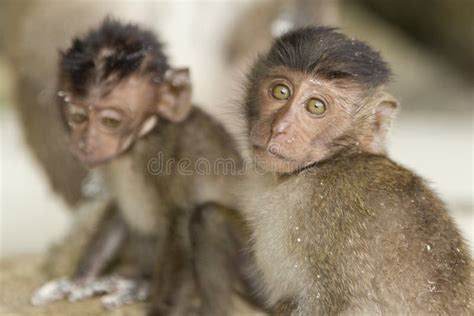 111 Two Baby Monkeys Playing Stock Photos - Free & Royalty-Free Stock Photos from Dreamstime