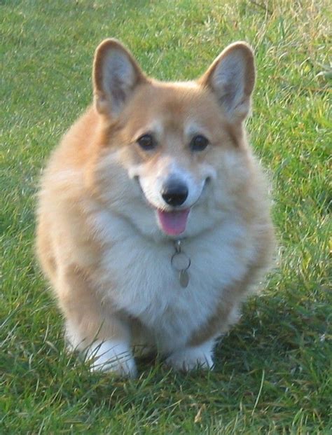 UPROXX | Corgi, Corgi smile, Funny looking animals