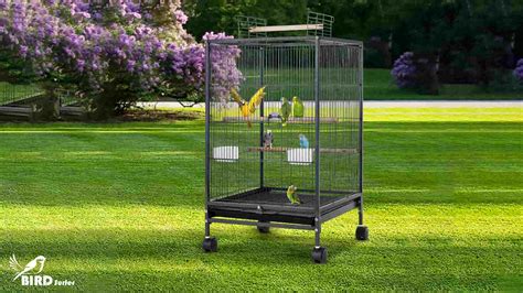 Quaker Parrot Cage Size [Perfect Fit For Parrot]