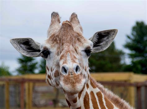 27 Fascinating Facts about Giraffes You Might Not Know | Flipboard