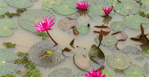 Lily pad in pond water in summer day · Free Stock Photo